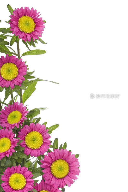 Aster /黛西边界(XL)